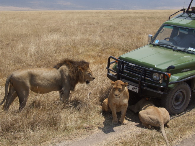 Lion_Ngorongoro