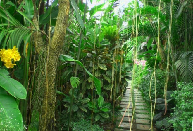 джунгли
