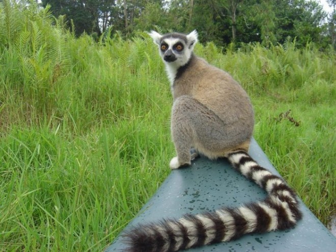 Лемуры Мадагаскара