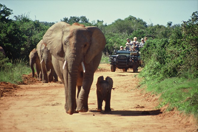 safari-in-south-Africa