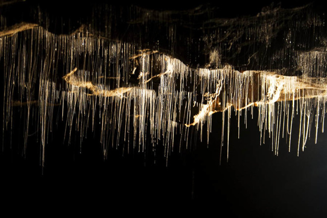 Пещеры Вайтомо в Новой Зеландии